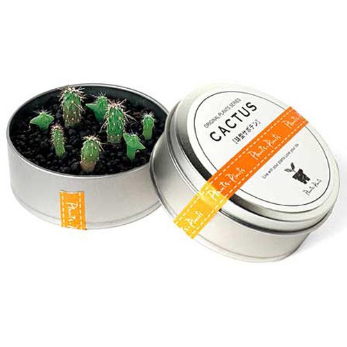 plants-in-cans-cactus