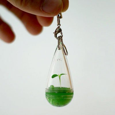 plant-in-the-glass
