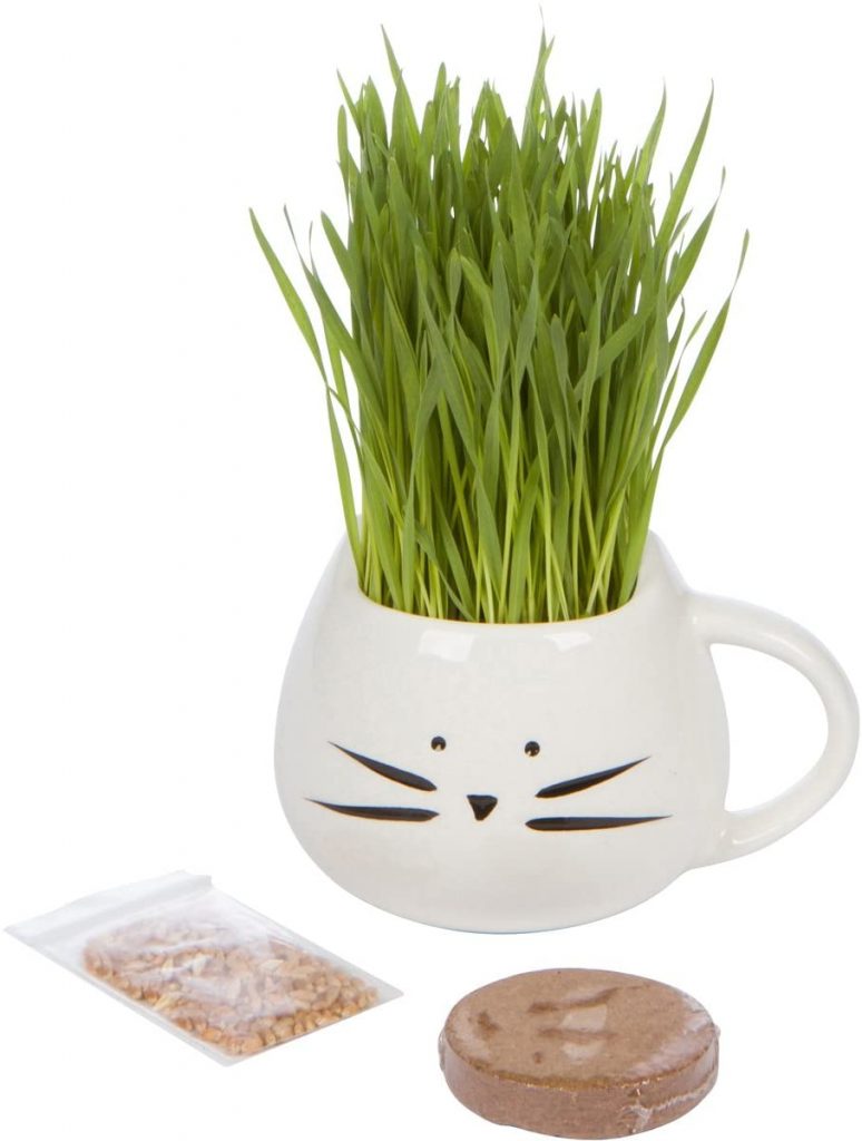 cat grass